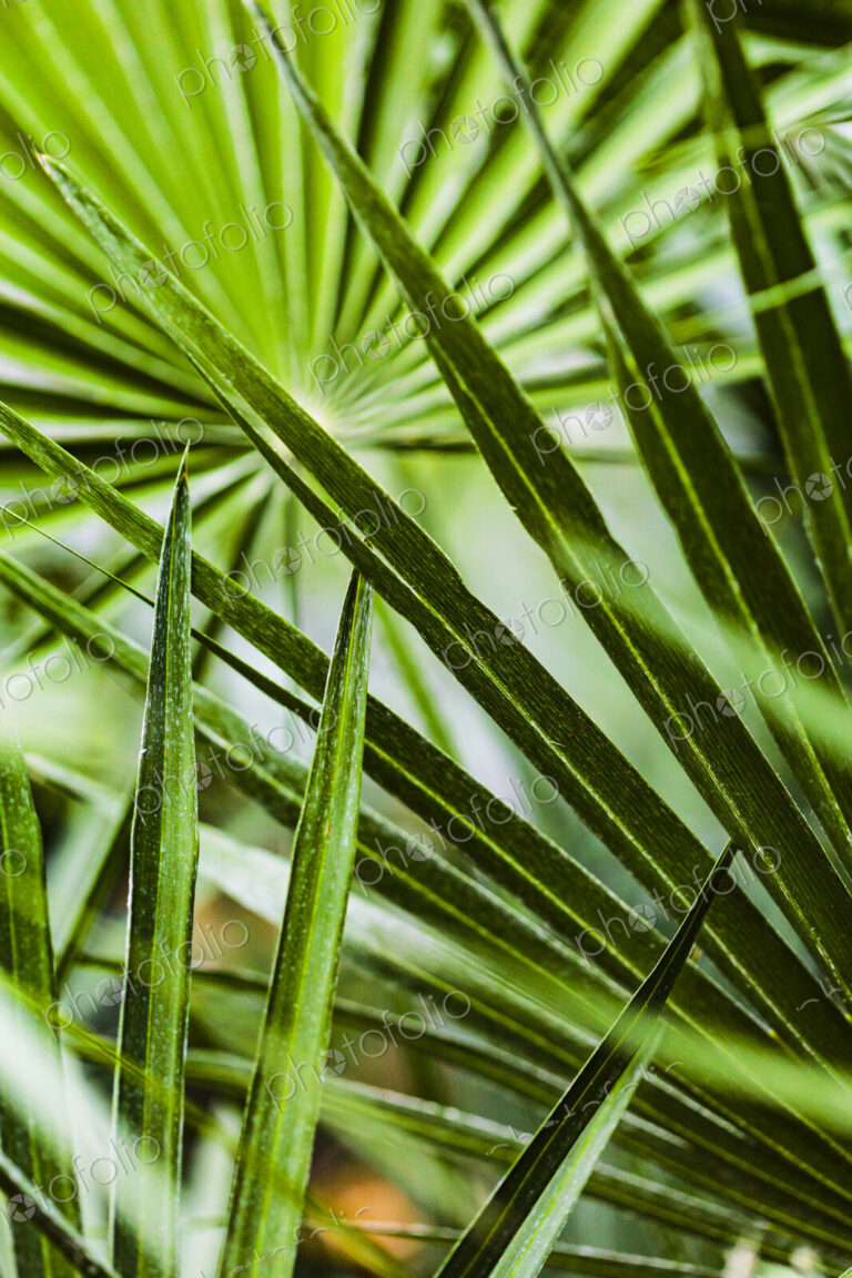 Tropical plants, palm leaves in the Gaiser Conservartory, Manito Park, Spokane.