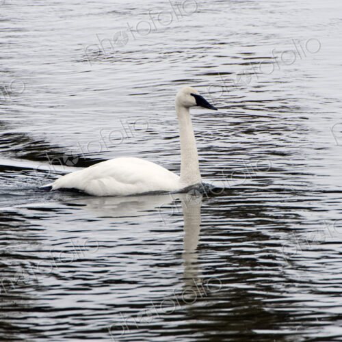 Trumpeter swan, Cygnus buccinator, on the water paddling Trumpeter swan, Cygnus buccinator, on the water paddling