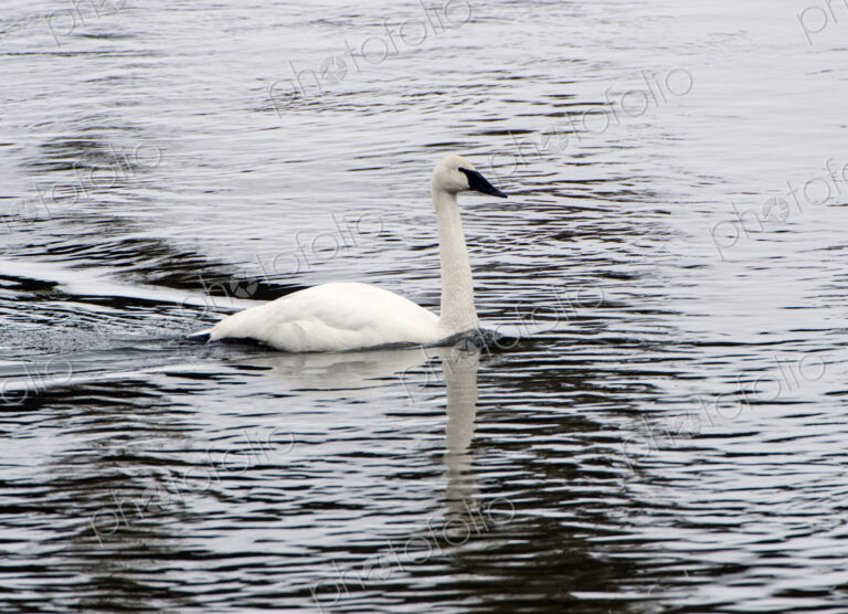 Trumpeter swan, Cygnus buccinator, on the water paddling