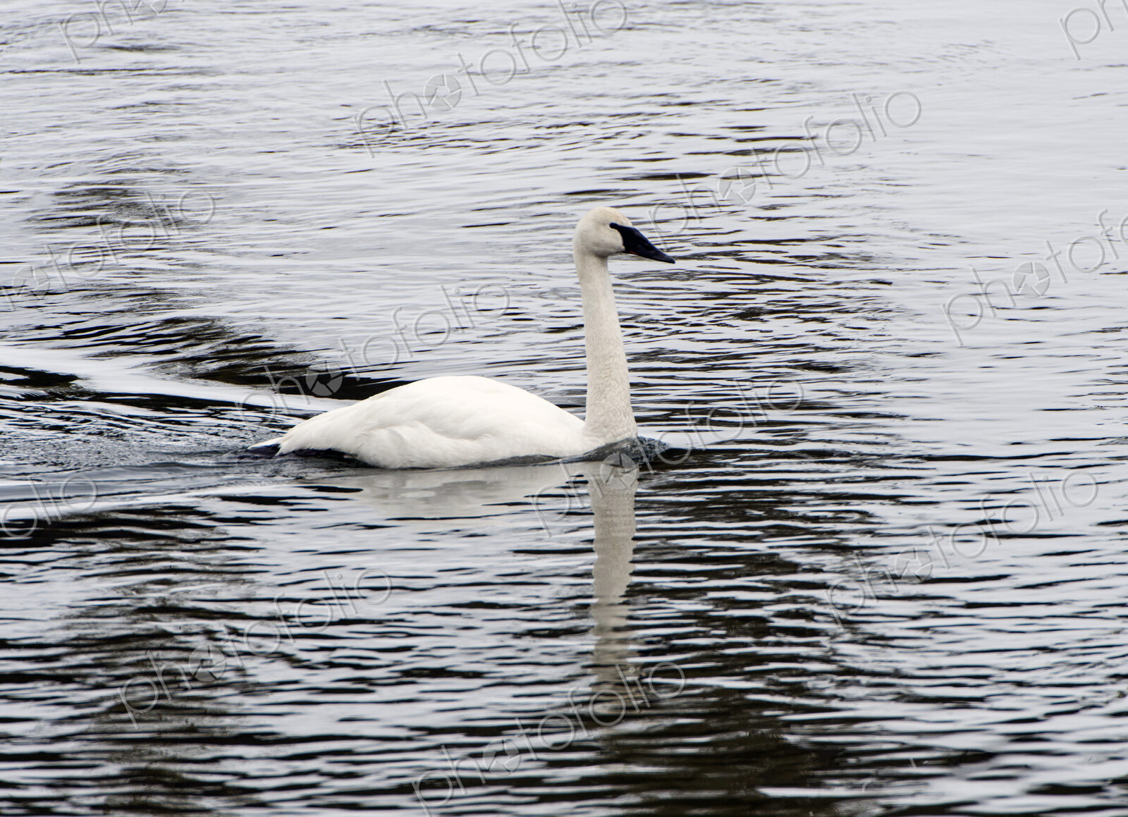 Trumpeter swan, Cygnus buccinator, on the water paddling