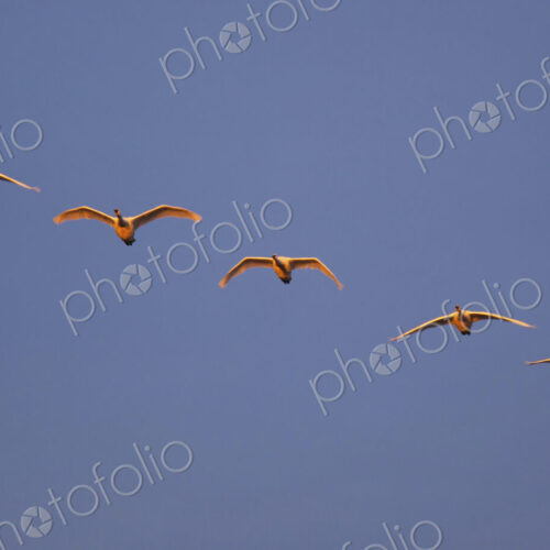 Trumpeter swans flying in formation over the Skagit Valley, Washington. Trumpeter swans flying in formation over the Skagit Valley, Washington.