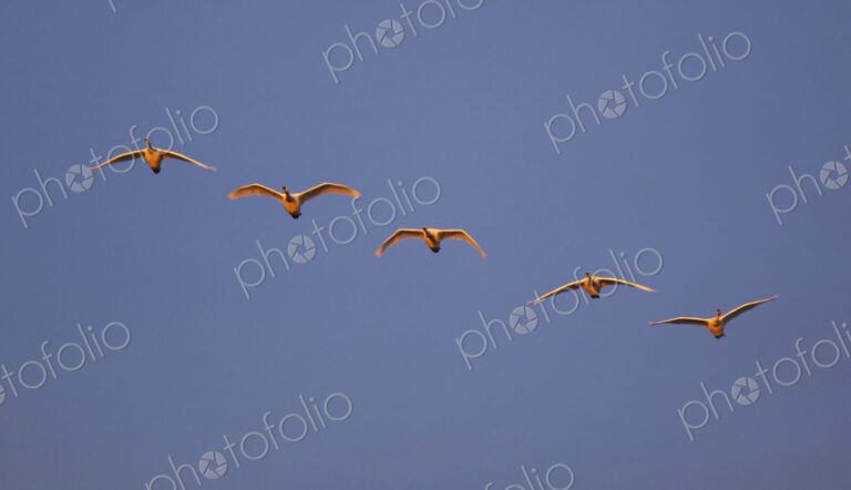 Trumpeter swans flying in formation over the Skagit Valley, Washington.