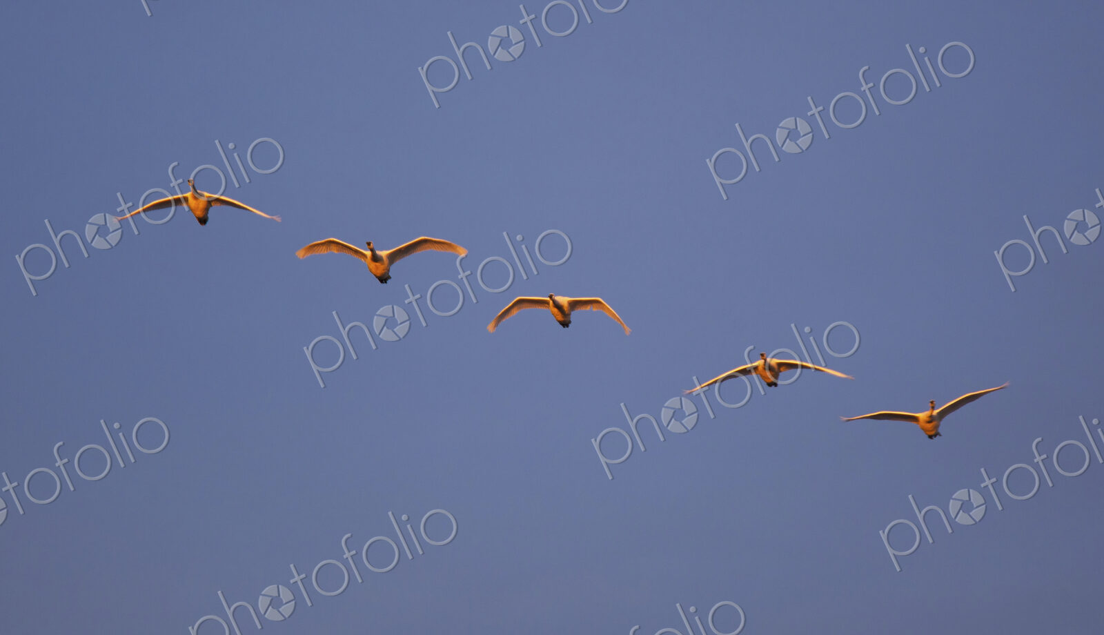 Trumpeter swans flying in formation over the Skagit Valley, Washington.