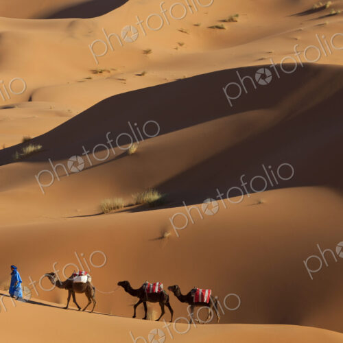 Tuareg man leading camel train through the Sahara desert.