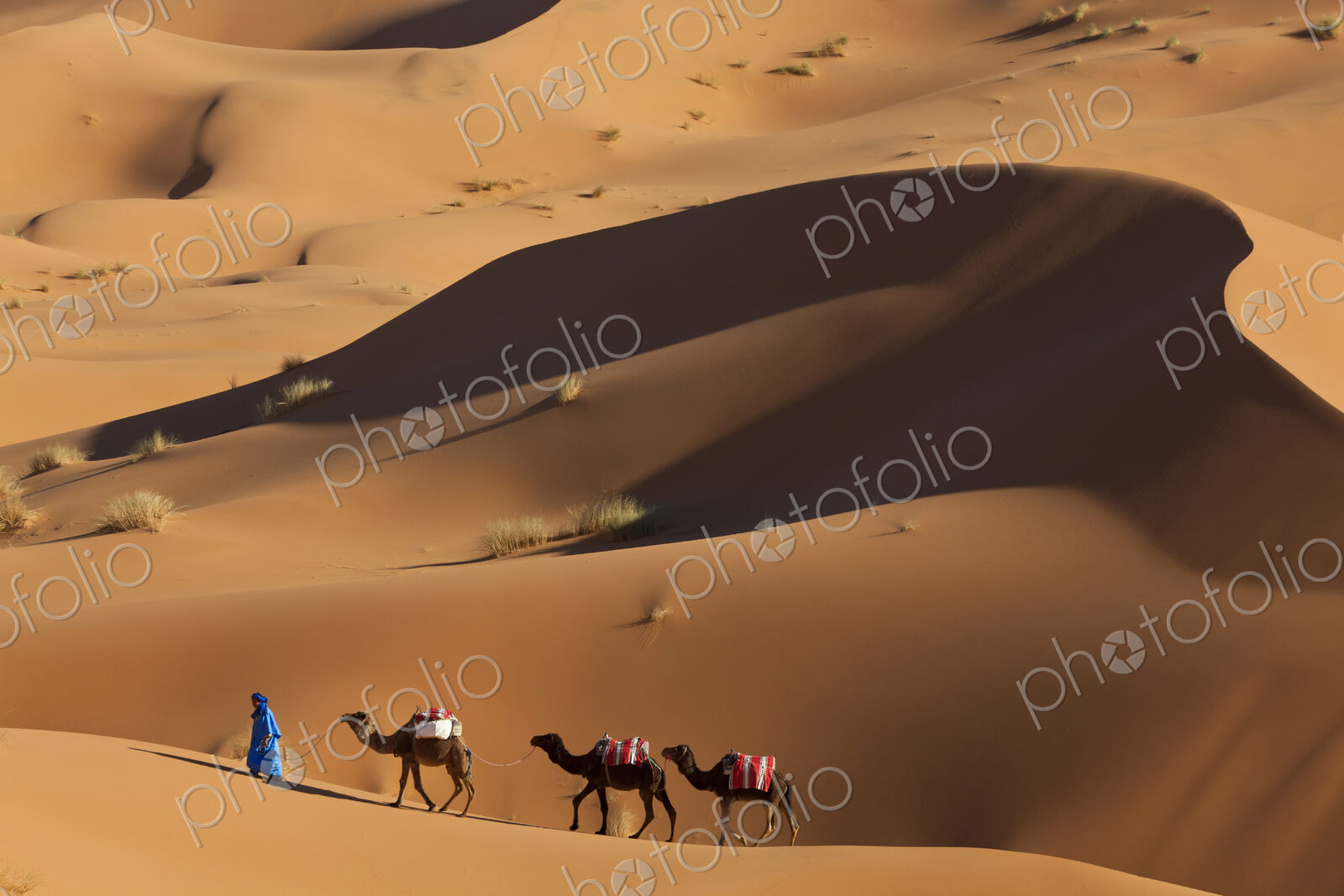 Tuareg man leading camel train through the Sahara desert.