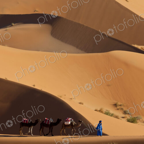 Tuareg man leading camel train through the Sahara desert.