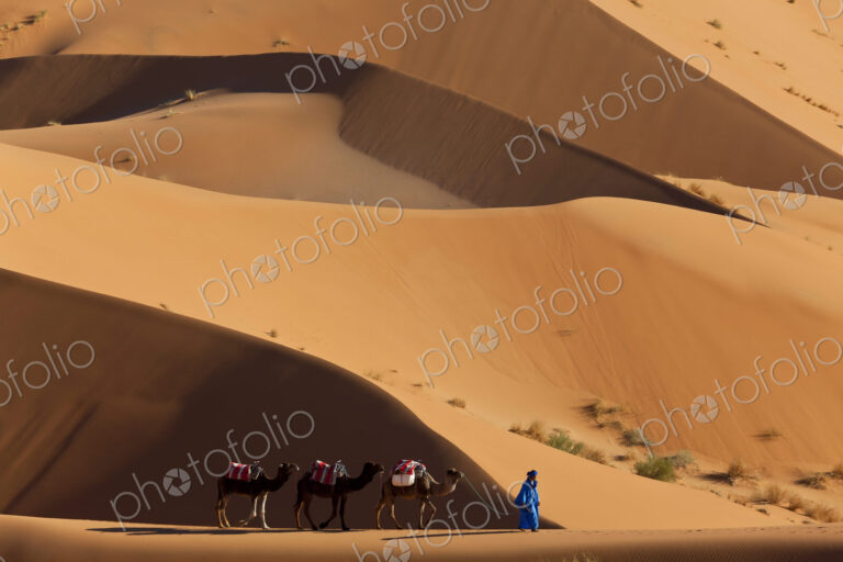 Tuareg man leading camel train through the Sahara desert.