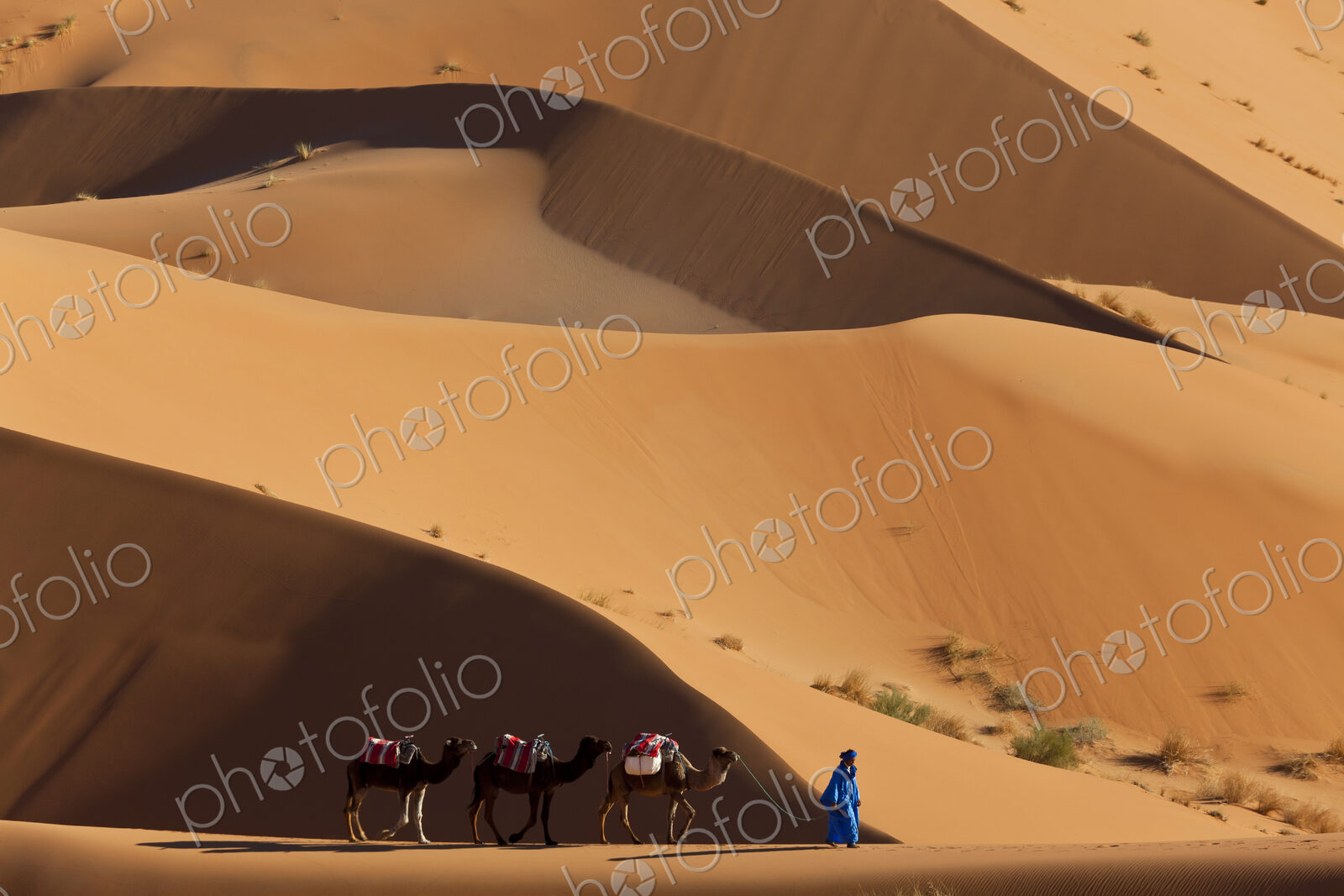 Tuareg man leading camel train through the Sahara desert.