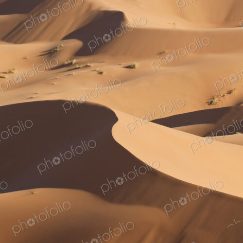 Tuareg man leading camel train through the Sahara desert.