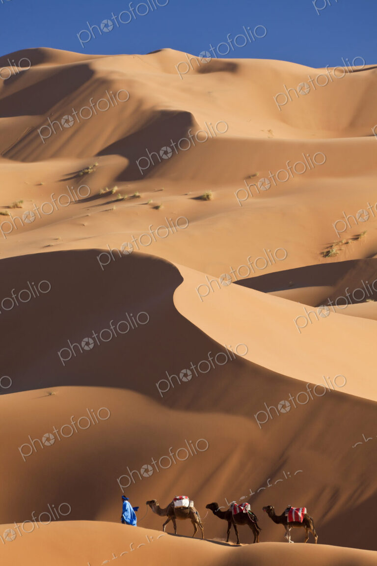 Tuareg man leading camel train through the Sahara desert.