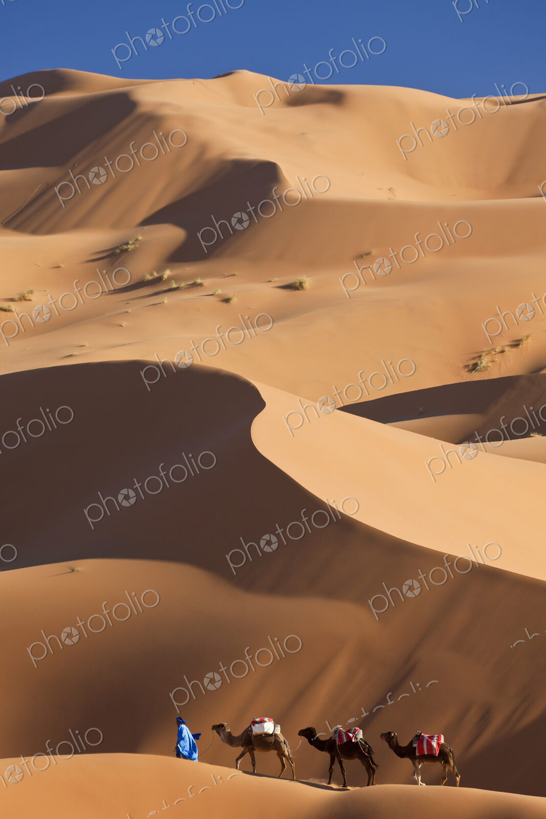 Tuareg man leading camel train through the Sahara desert.