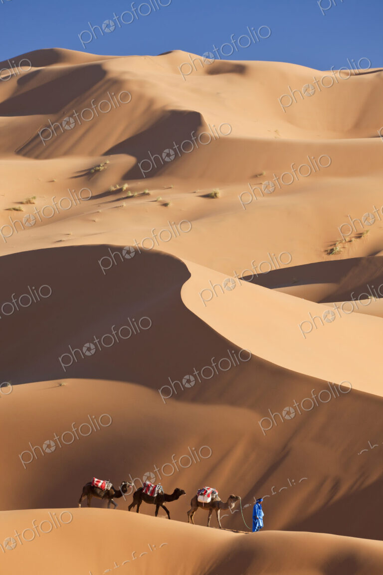Tuareg man leading camel train through the Sahara desert.