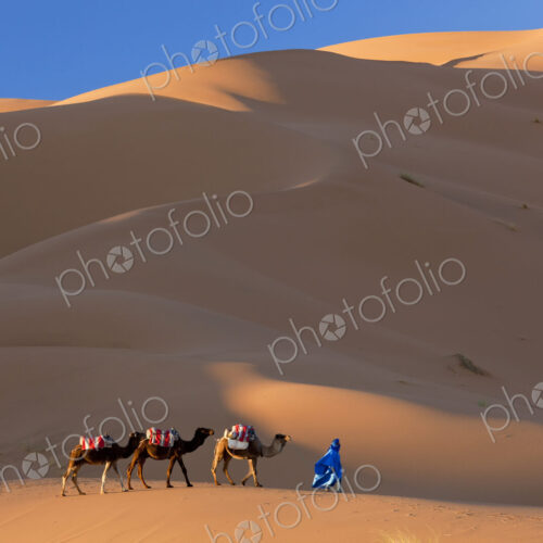 Tuareg man leading camel train through the Sahara desert.