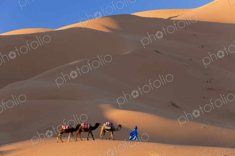 Tuareg man leading camel train through the Sahara desert.