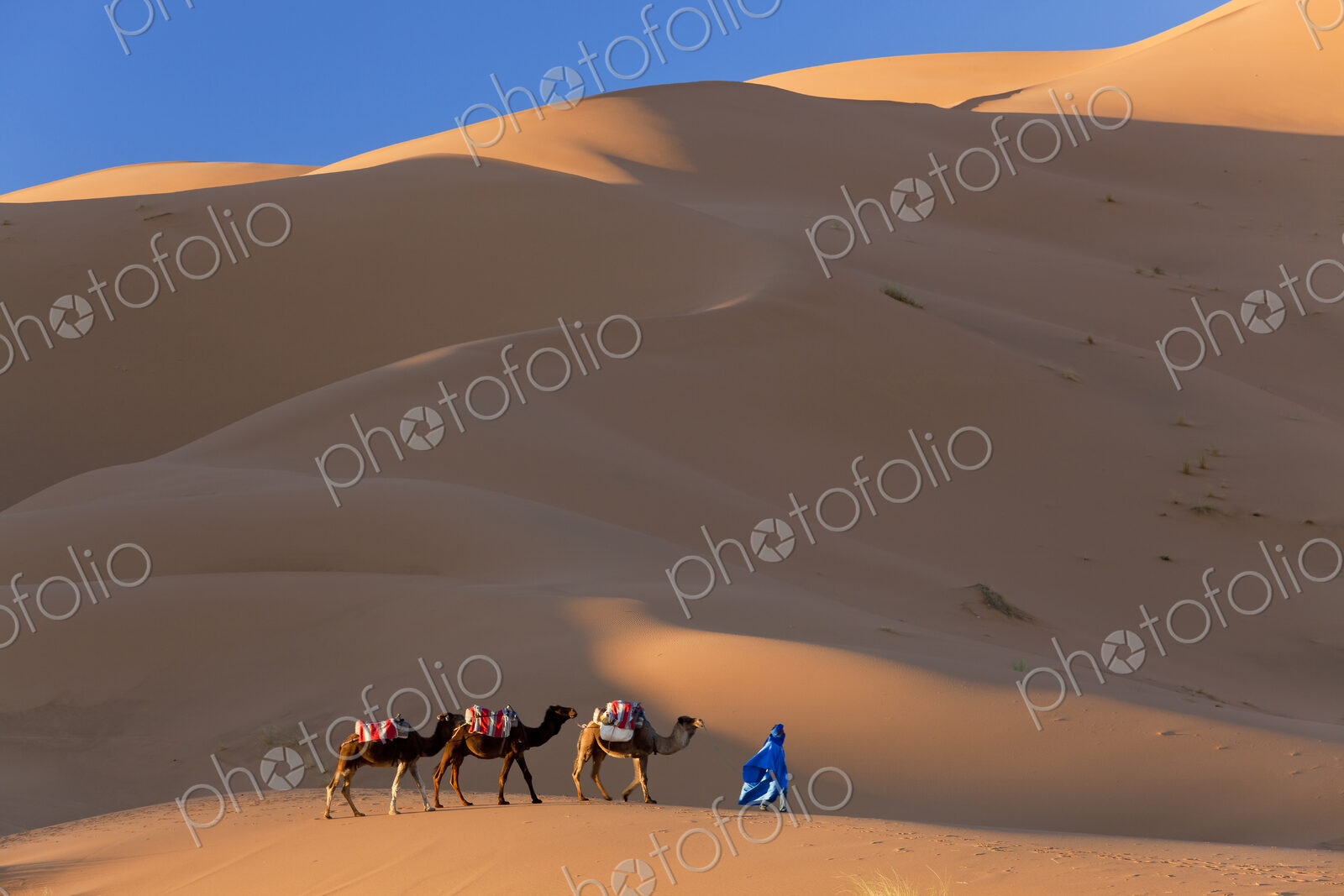 Tuareg man leading camel train through the Sahara desert.