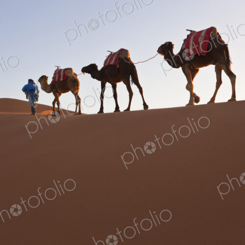 Tuareg man leading camel train through the Sahara desert.