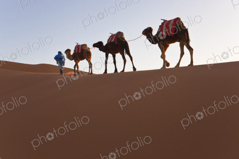 Tuareg man leading camel train through the Sahara desert.