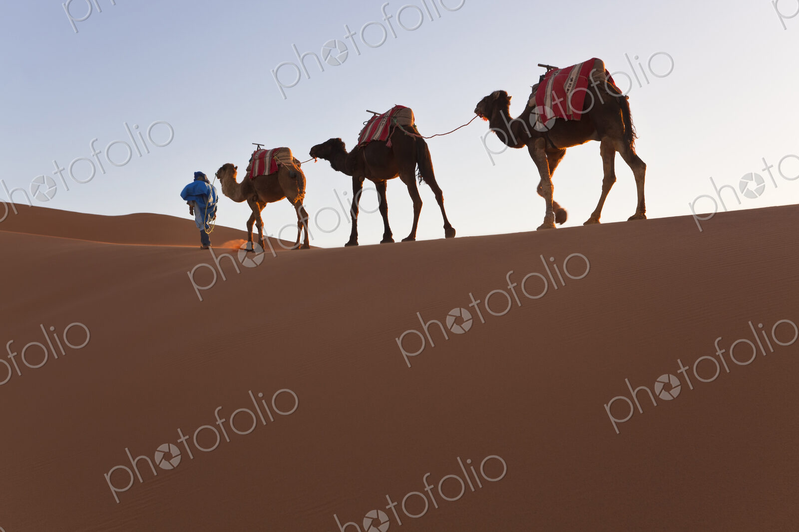 Tuareg man leading camel train through the Sahara desert.