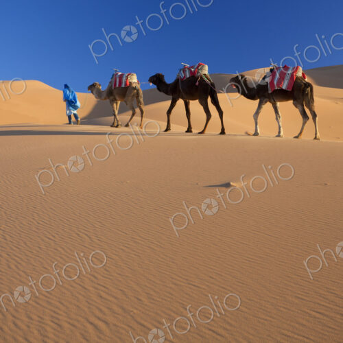 Tuareg man leading camel train through the Sahara desert.
