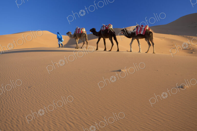 Tuareg man leading camel train through the Sahara desert.