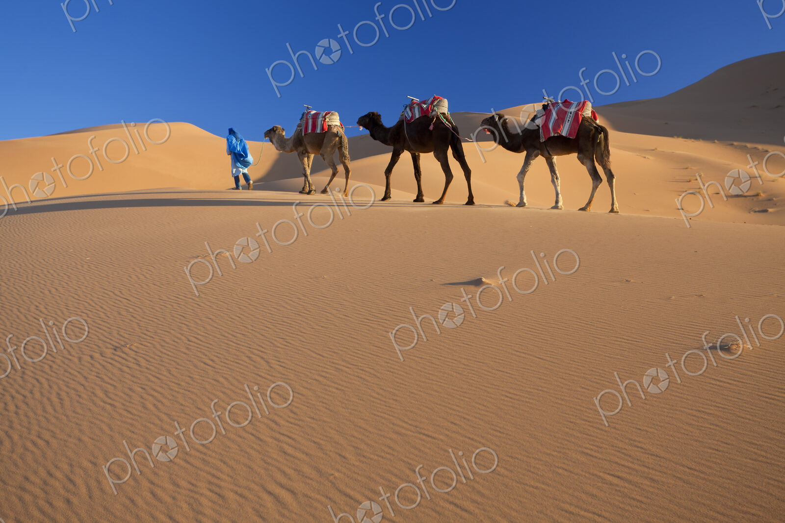 Tuareg man leading camel train through the Sahara desert.