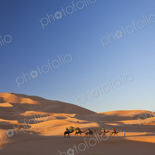 Tuareg man leading camel train through the Sahara desert.