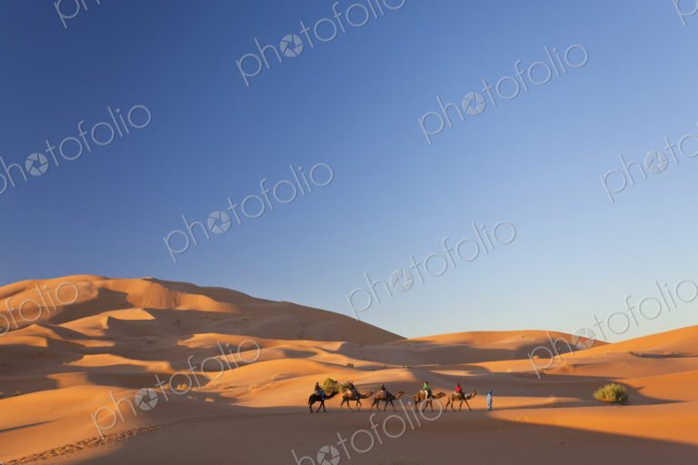 Tuareg man leading camel train through the Sahara desert.