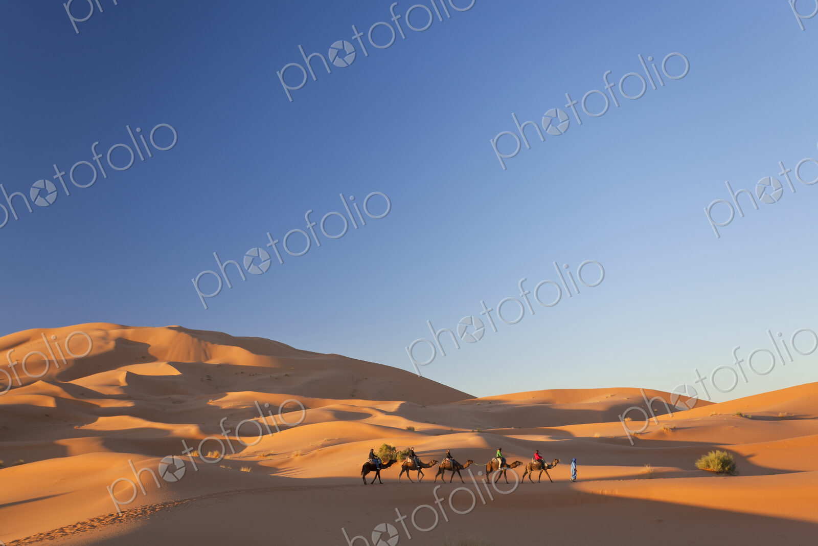 Tuareg man leading camel train through the Sahara desert.