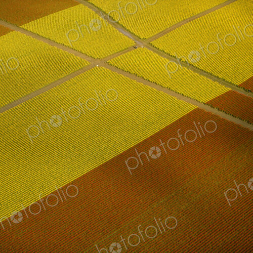 Tulip fields seen from the air, at Skagit Valley, in Washington. Yellow flowers, and…