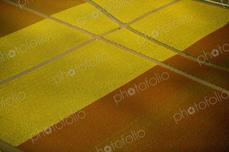 Tulip fields seen from the air, at Skagit Valley, in Washington. Yellow flowers, and…