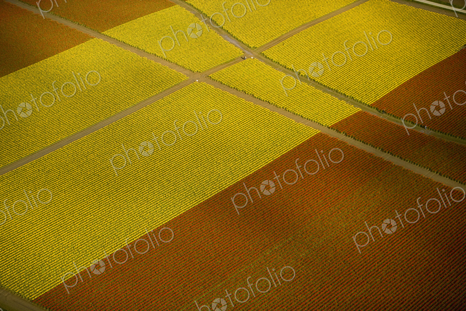 Tulip fields seen from the air, at Skagit Valley, in Washington. Yellow flowers, and…
