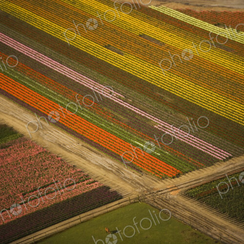 Tulips in bloom create a colourful pattern in the fields of Skagit Valley, Washington,…