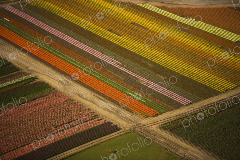 Tulips in bloom create a colourful pattern in the fields of Skagit Valley, Washington,…