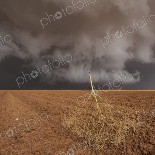 Tumbleweed and Ongoing Mesocyclone