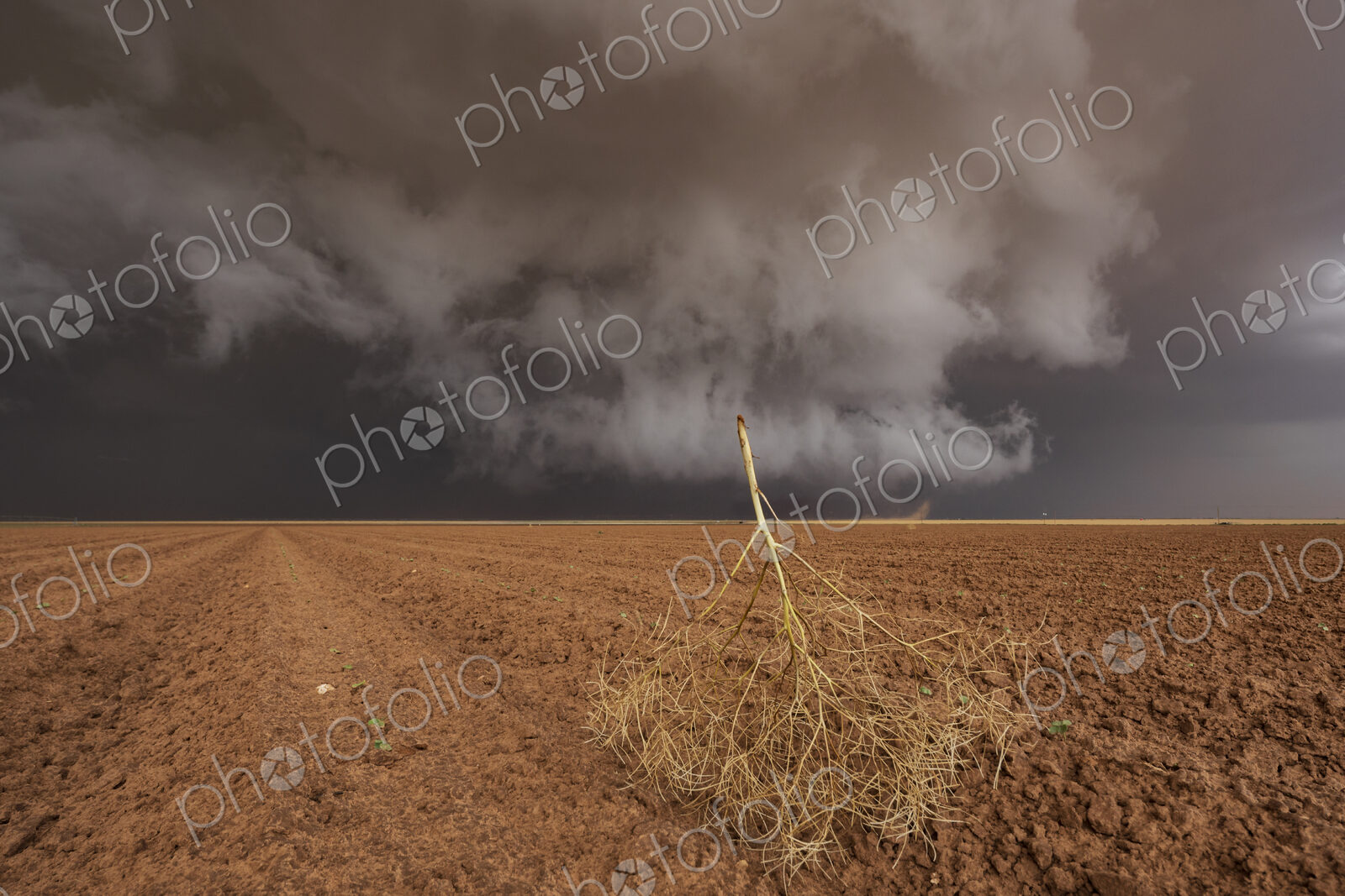 Tumbleweed and Ongoing Mesocyclone