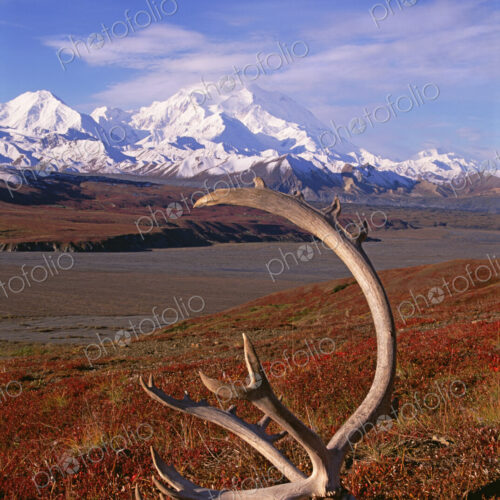 Tundra and caribou antlers in Denali National Park, Alaska in the fall. Mount McKinley…