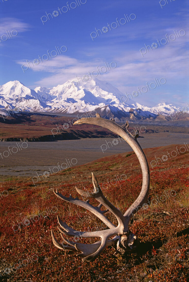 Tundra and caribou antlers in Denali National Park, Alaska in the fall. Mount McKinley…