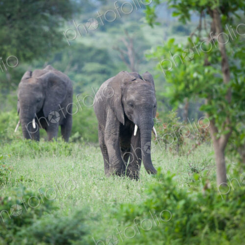 Two African elephant, Loxodonta africana, walk through green vegetation, looking out… Two African elephant, Loxodonta africana, walk through green vegetation, looking out…
