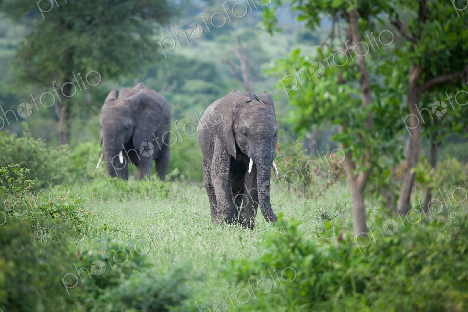 Two African elephant, Loxodonta africana, walk through green vegetation, looking out…