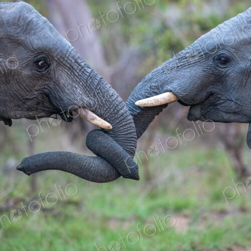 Two African elephants, Loxodonta africana, trunks intertwined in affection.