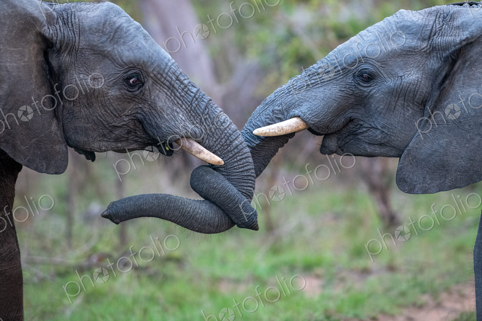 Two African elephants, Loxodonta africana, trunks intertwined in affection.