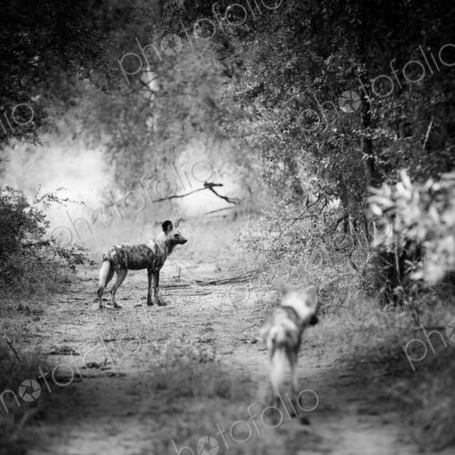 Two African wild dogs, Phacochoerus africanus, standing on a path. Two African wild dogs, Phacochoerus africanus, standing on a path.