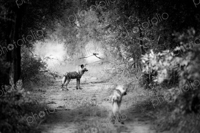 Two African wild dogs, Phacochoerus africanus, standing on a path.