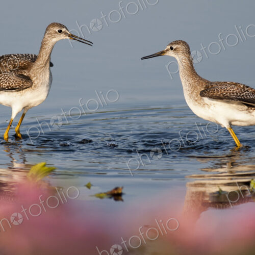 Two Curlews wading in water. Two Curlews wading in water.