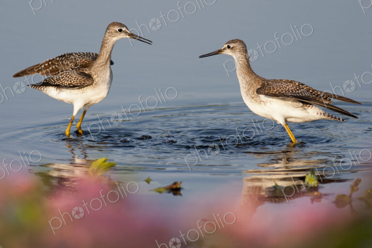 Two Curlews wading in water.