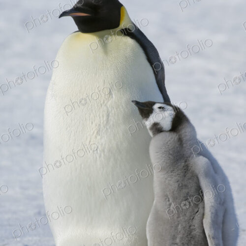 Two Emperor penguins, an adult bird and a chick, side by side, on the ice. Two Emperor penguins, an adult bird and a chick, side by side, on the ice.