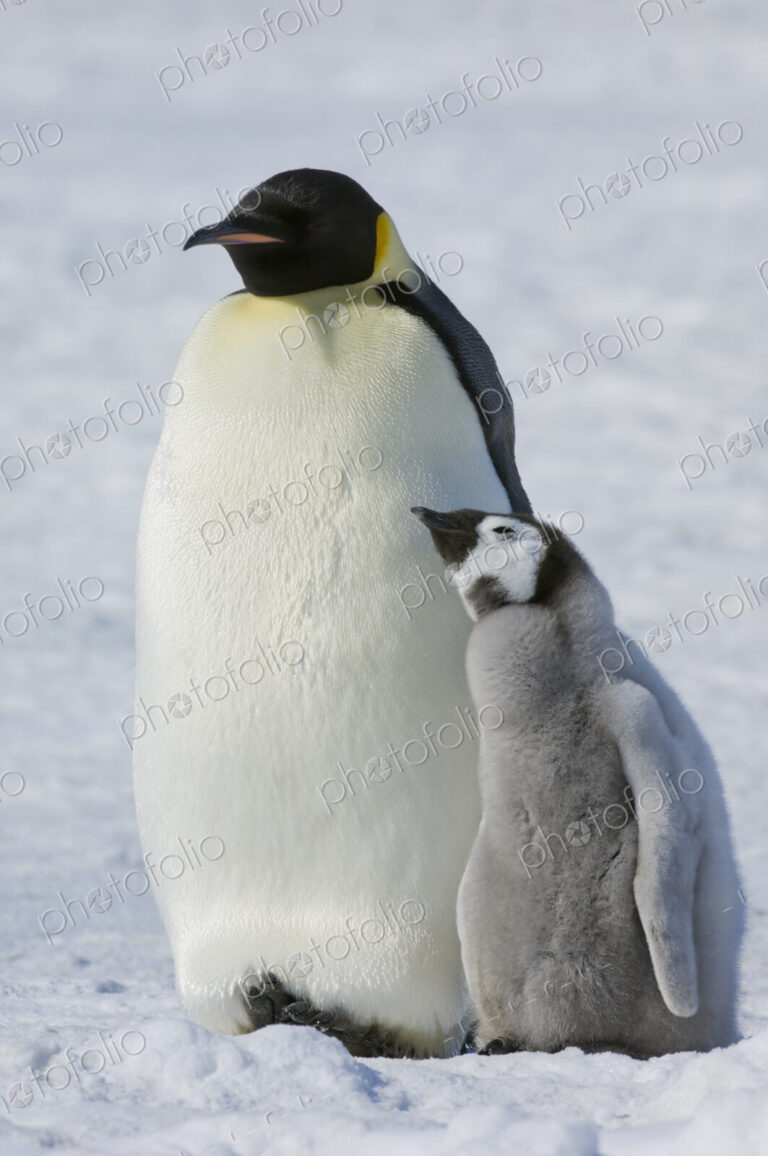 Two Emperor penguins, an adult bird and a chick, side by side, on the ice.