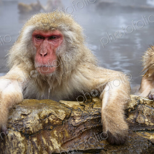 Two Japanese Macaque, Snow Monkey, Macaca fuscata, bathing in hot spring, adult and…