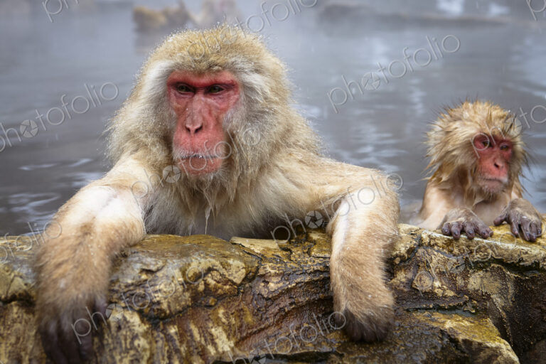 Two Japanese Macaque, Snow Monkey, Macaca fuscata, bathing in hot spring, adult and…