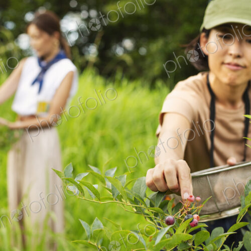 Two Japanese women picking berries in a field. Two Japanese women picking berries in a field.
